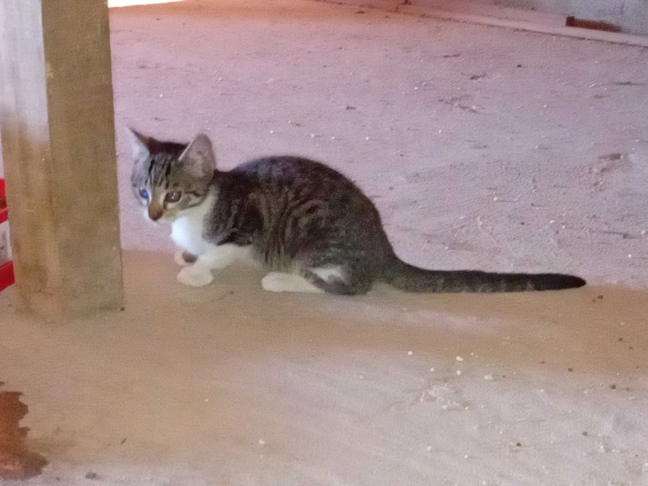 Disp. Dá-se 1 gata bebé de 3 meses familia ou F. Acolhimento