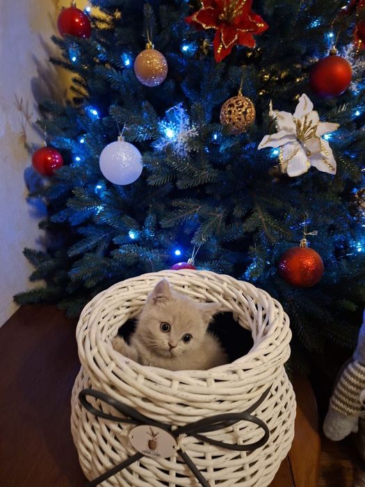 Грайливе кошенятко