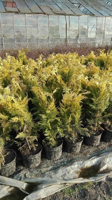 cyprys lawsona kolumnaris, columnaris, ivonne, stewartti