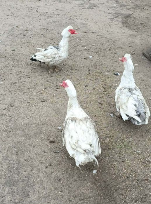 Kaczki i kaczory piżmowe francuskie