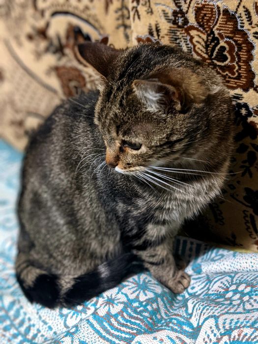 Неимоверно ласковая кошечка мраморного окраса, 3 года, СТЕРИЛИЗОВАНА!