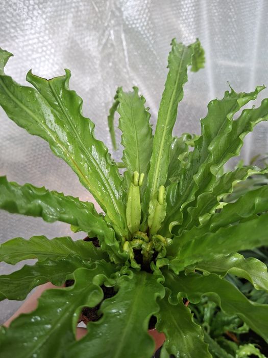 Asplenium antiquum 'Osaka'  WYSYŁKA