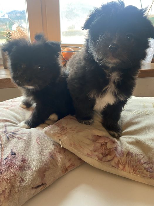 szpic miniaturka,maltańczyk-malutki maltipom