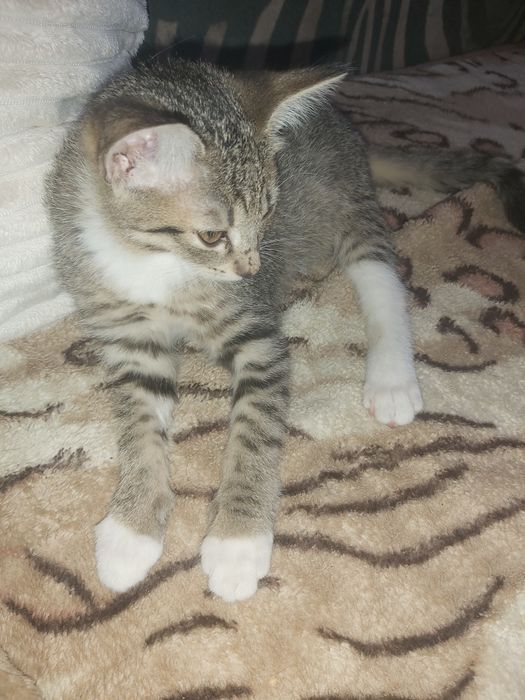 Kocurek do adopcji