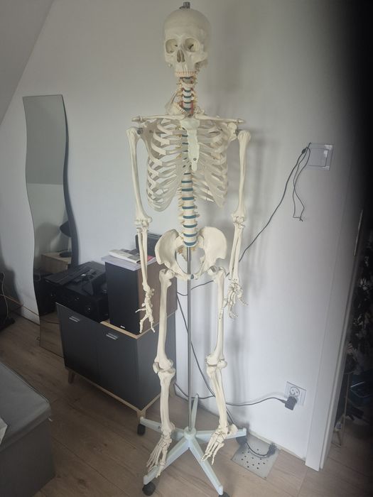 Szkielet anatomiczny 180 cm