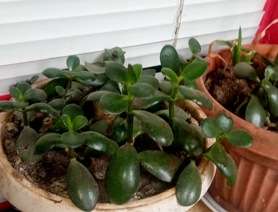 Замиокулькас. Рео. Каланхоэ. Толстянка.