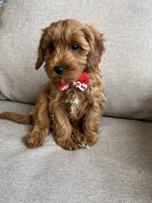 Piesek cavapoo gotowy do odbioru