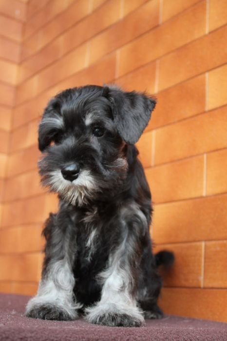 Мальчик цвергшнауцер