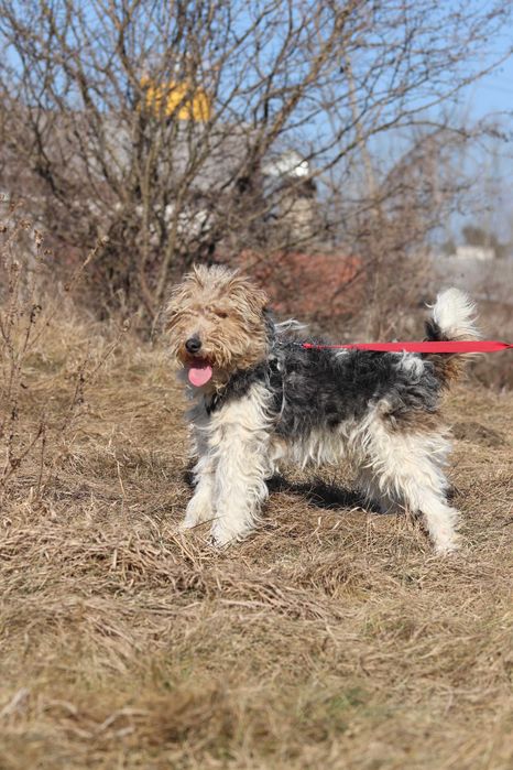 Grim puchaty psiak szuka domu