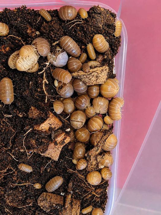 Armadilium officinal brown 10 sztuk - Isopody, równonogi, prosionki