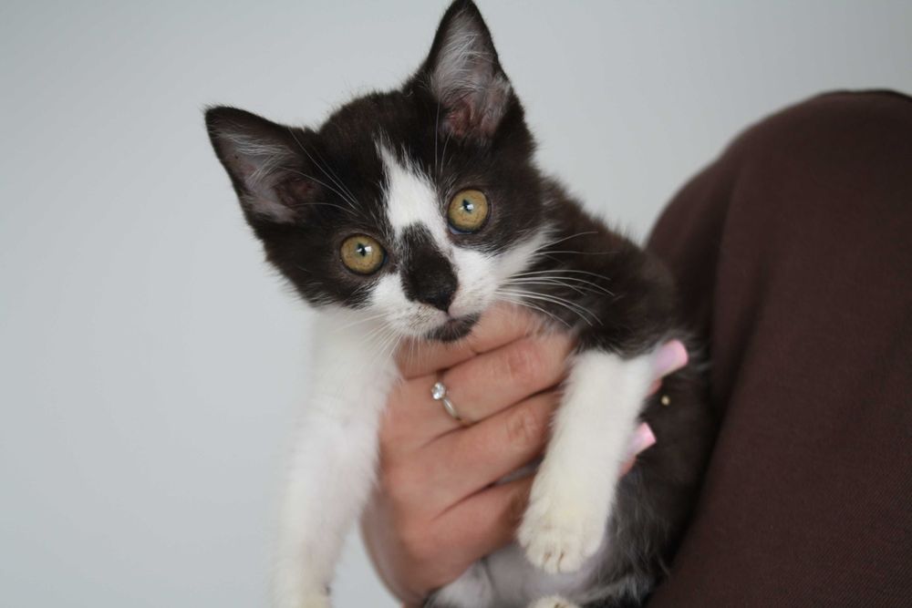 Ronnie - młoda, przytulaśna kotka do adopcji!