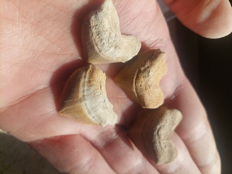 Fósseis- dentes Cretácico