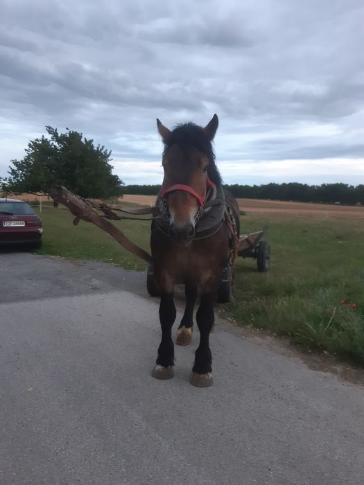 Ogierek zimnokrwisty