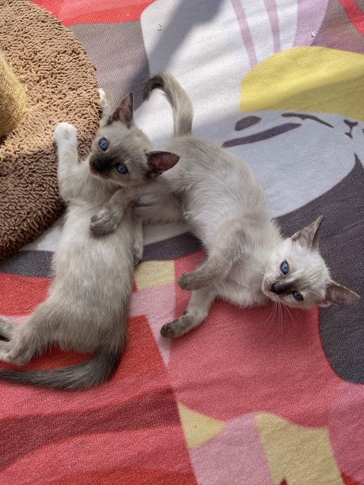 Duas gatinhas irmãs  para adoção responsável – de preferência juntos