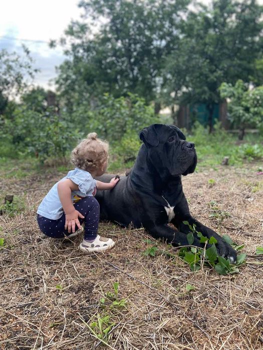 Шукаємо наречену для Кане Корсо