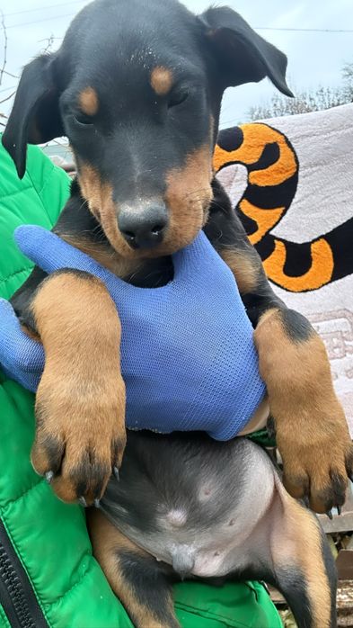 Добермани Чистокровні