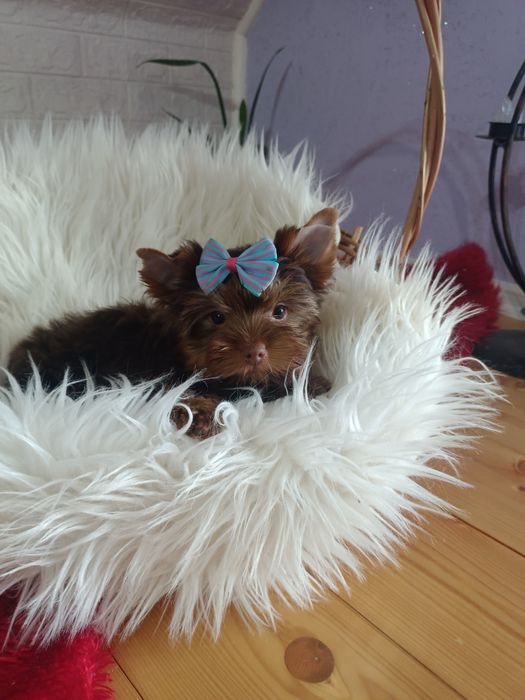 York chłopczyk o urodzie laleczki