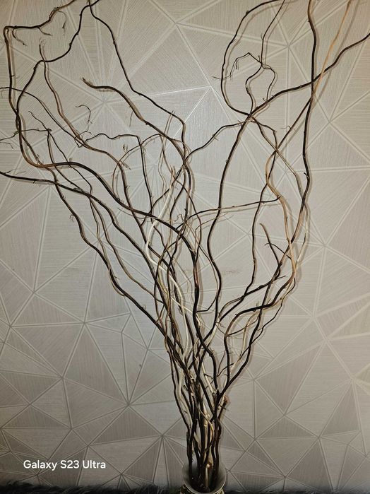 гілки верби  матсудана