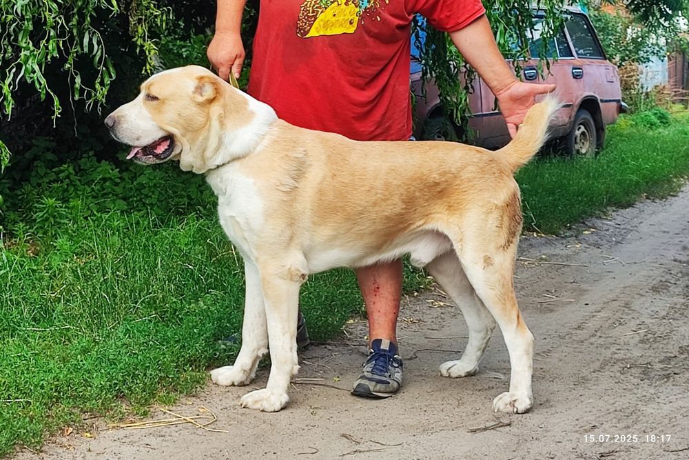 Алабай молодой кобель