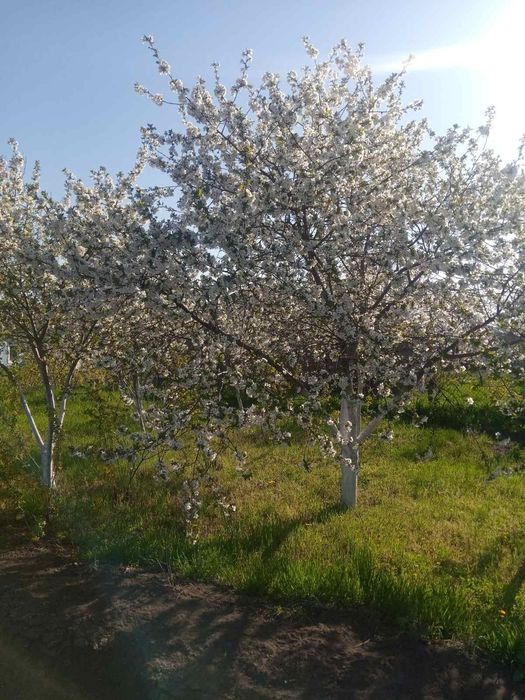 Продам будинок в селі Богданівка