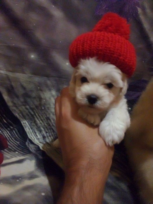 Мальтіпу. Доставка