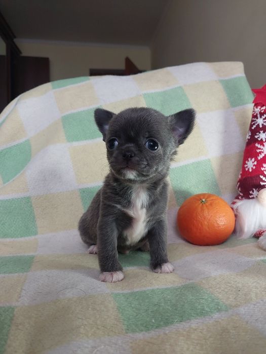 Чихуахуа хлопчик блакитний міні