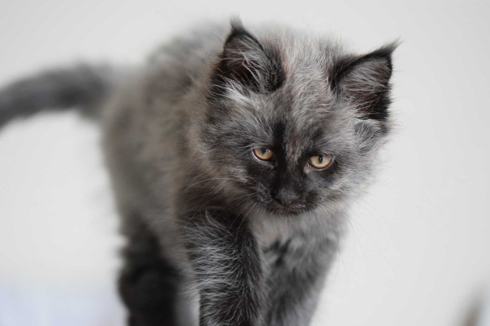 Kotka Maine Coon – Opcja Hodowlana | Rodowód FPL | Mikocoon Silesia*PL | Możliwość kupna rodzeństwa (kocura)