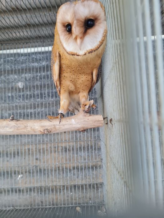 Aves para criar a mão