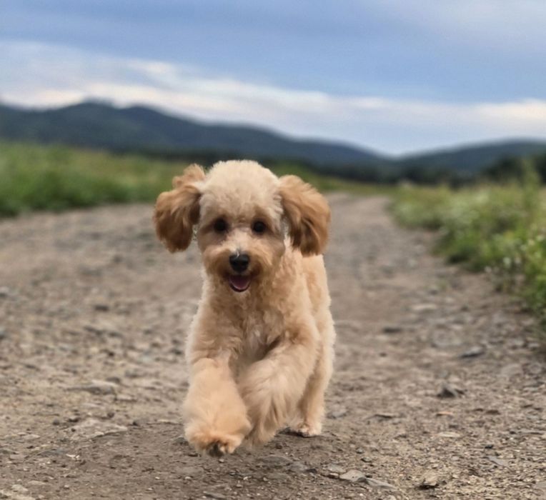 Cavapoo/ słodki chłopczyk