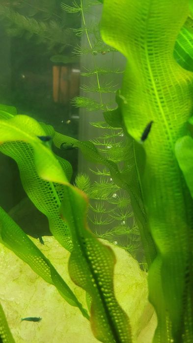 Vendem-se peixes de aquario água doce.