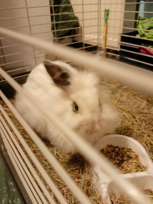 Sprzedam królika PILNE !!