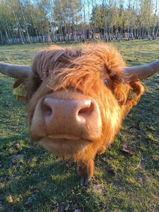 Byk Highland cattle, dwuletni, dorodny, spokojny byczek