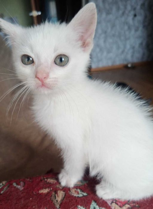 Котенятко в добрі руки