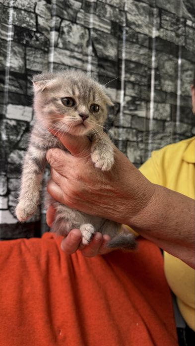 Котята британцы
