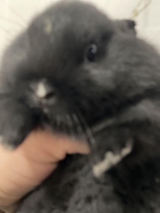 Міні кролик  , декоративний кролик