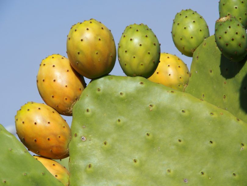 Pés Mudas Kalanchoe Aranto Planta Suculenta Medicinal