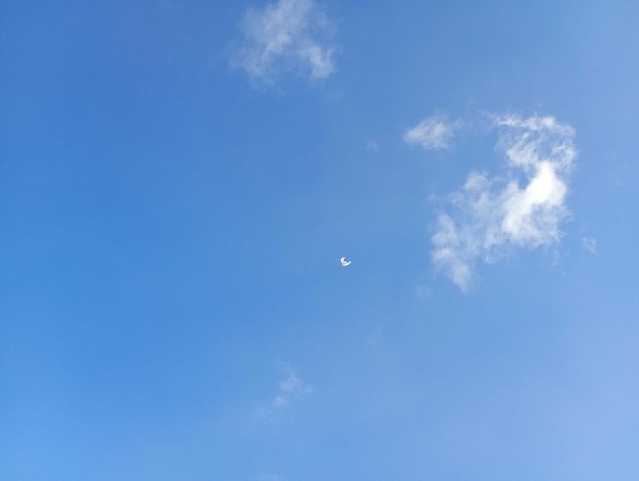 Orliki lubelskie 2025