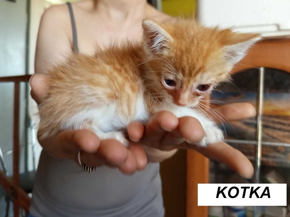 kocieta do adpocji