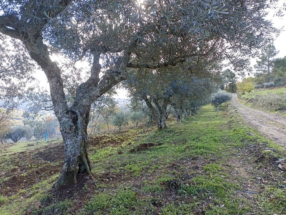 Terrenos com castanheiros e oliveiras