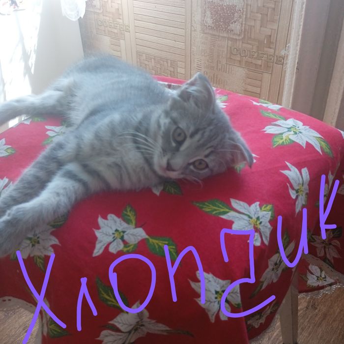 Віддам безкоштовно котиків .