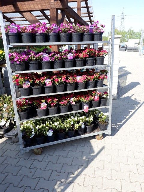 Azalia Japońska Rhododendron dużo odmian doniczka 2L