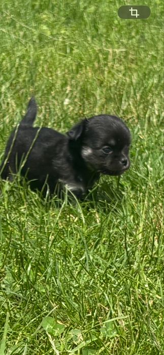 Chihuahua suczka dlugowlisa