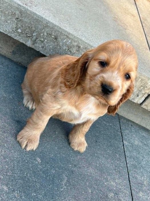 Cocker spaniel  angielski suczka