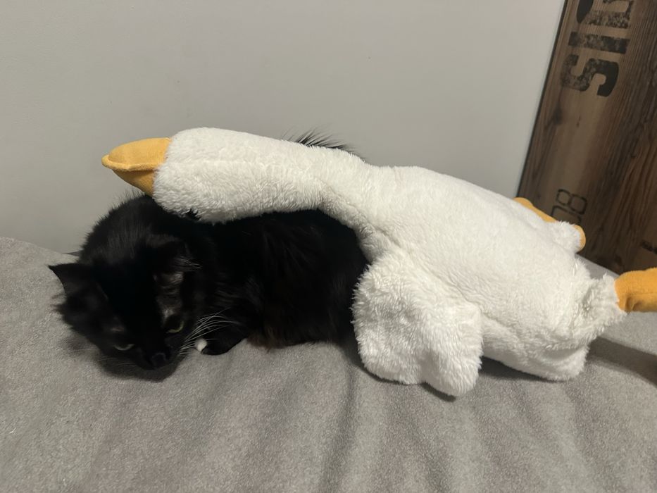 Sorzedam gęsiora 50 cm