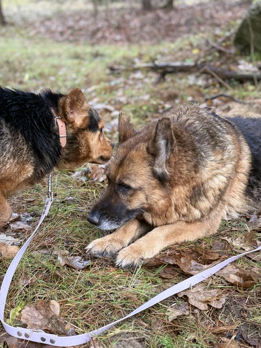 Psia przyjaźń, której nie wolno rozdzielić – szukają domu