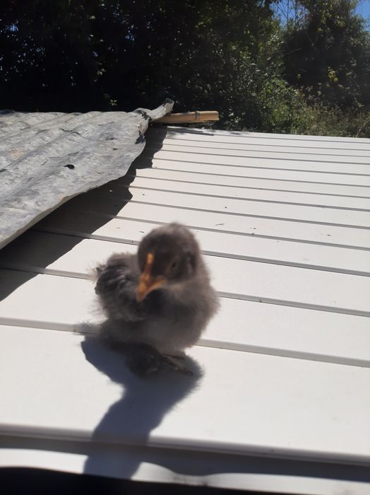 Pintos pekins 2 semana