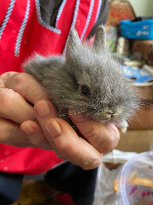 Кролики декоративні крольчата