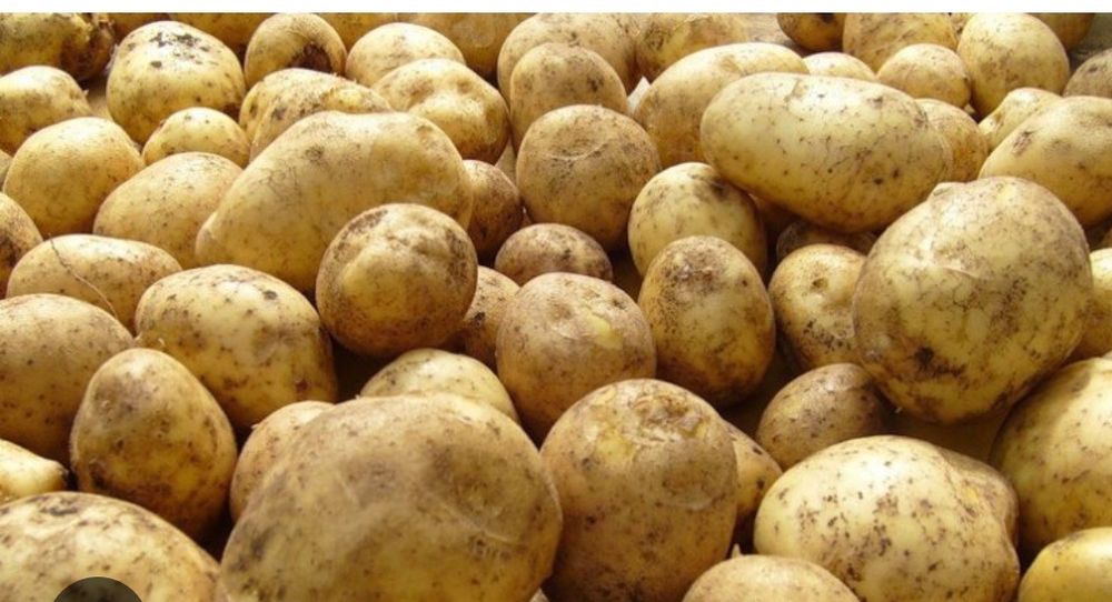 Картопля домашня,урожай 2025