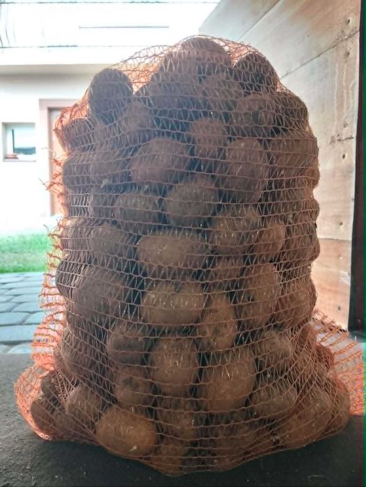 Ziemniaki sadzeniaki Tajfun