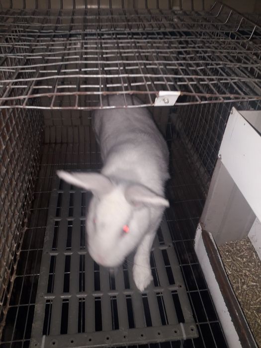 Самки термоны белые полтав серебро